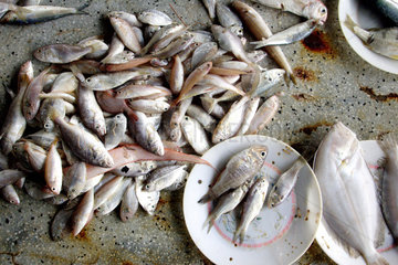 Vietnam  rohe Fische
