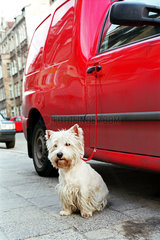 Ein West Highland White Terrier festgebunden an ein geparktes Auto  Posen  Polen