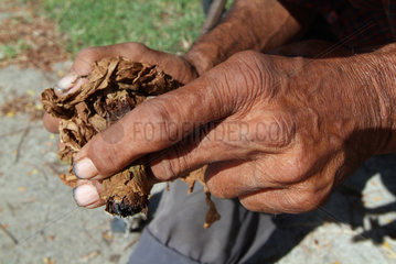 Havanna  aelterer Mann haelt Tabakblaetter in der Hand