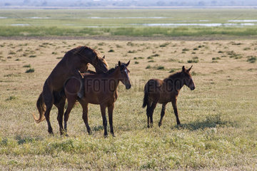 Aznalcazar  Spanien  Pferde im Nationalpark