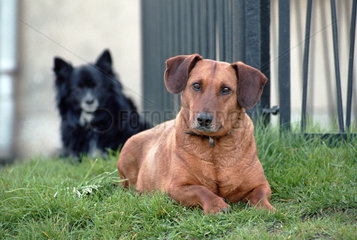Zwei Hunde liegen auf einem Rasen  Neuruppin