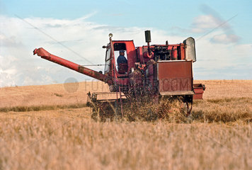 Maehdrescher bei der Getreideernte  Litauen