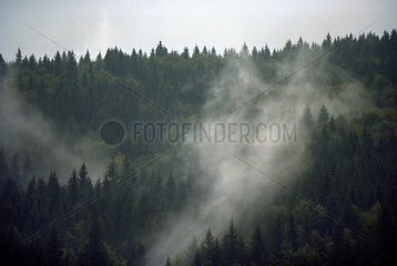 Nadelwald im Karpatengebirge (Carpatii Curburii) in Siebenbuergen  Rumaenien