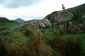 Irland  Killaha Mountain  Landschaft mit Schaf