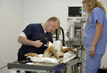 Tierarzt