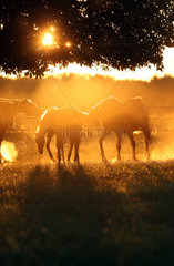 Ingelheim  Deutschland  Silhouette  Pferde bei Sonnenuntergang auf der Weide