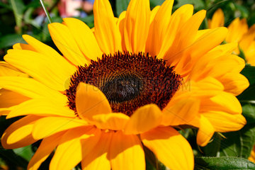 Sonnenblumebluete