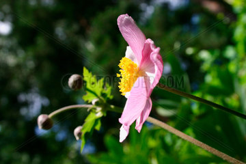 Anemone hupehensis - Herbstanemone