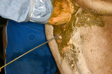 Villnoesstal - Tierarzt bei der kuenstliche Besamung eine Kuh in eine Suedtiroler Bauernhof