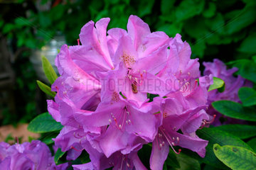 Rhododendron Bluete