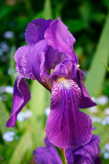 Schwertlilie - Iris barbata