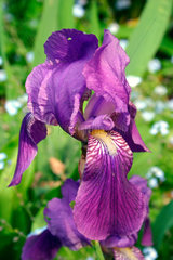 Schwertlilie - Iris barbata