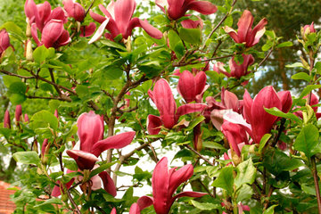 Magnolia liliflora Nigra Purpur-Magnolie