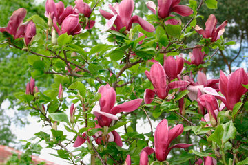 Magnolia liliflora Nigra Purpur-Magnolie