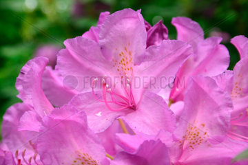 Rhododendronbluete