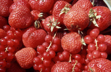 Erdbeeren und Johannisbeeren
