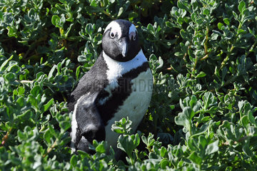 SOUTH AFRICA-CAPE TOWN-BETTY'S BAY-PENGUIN