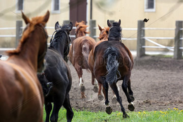 Graditz  Deutschland  Pferde galoppieren zu ihrem Stall
