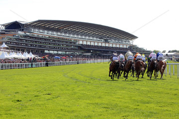 Royal Ascot  Horses and jockeys during a race in front of the grandstand