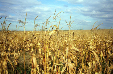 Halbvertrocknetes Mais in Oberschlesien  Polen