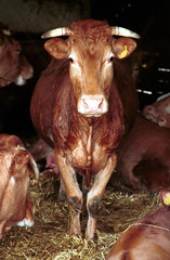 Eine Kuh im Stall eies Oekobauern-Betriebs