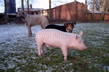 Schwein als Haustier mit seinen Spielgefaehrten  Niedersachsen