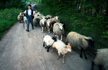Schafe auf dem Weg in den Stall eines Biobauernhofes