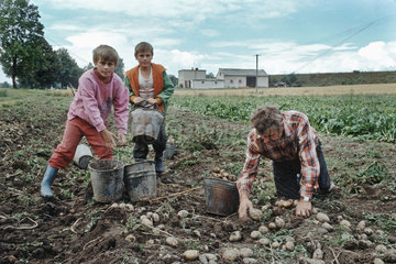 Bauer mit seinen Soehnen bei der Kartoffelernte  Polen