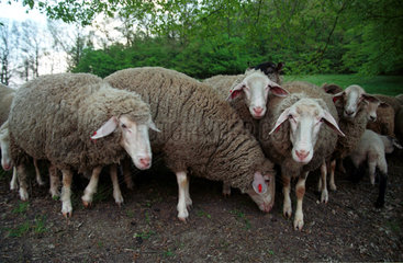 Schafe auf der Weide eines Biobauernhofes