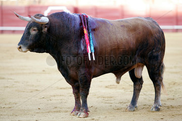 Sevilla  Spanien  ein blutender mit Spiessen versehener Stier in der Real Maestranza