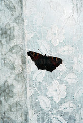 Schmetterling an einer Gardine