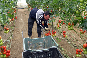 Tomatenanbau im Gewaechshaus in Spanien