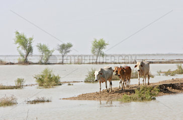 Shadhat Kot  Pakistan  Hochwasser-Katastrophe