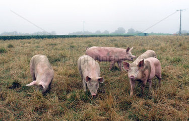 Schweine auf einem Bauernhof in Suedfrankreich
