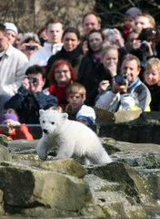 Berlin  Eisbaer Knut im Zoo