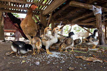 Prahut  Kambodscha  eine Henne und Kueken fressen unter einer Huette
