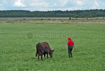 Eine Baeuerin mit ihrer Kuh auf der Weide  Estland