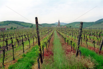 Weinanbaugebiet im Elsass