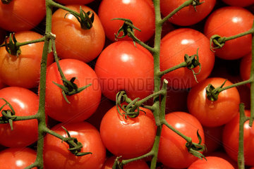 Berlin  Tomaten