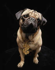 Hamburg  Deutschland  Hund mit Goldkette mit Dollarzeichen