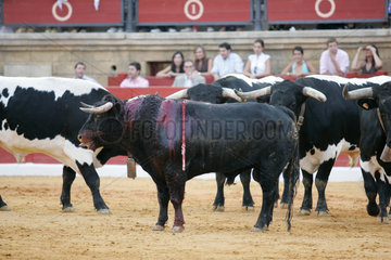 Ein verschonter Bulle umgeben von Ochsen nach einem Stierkampf  Spanien