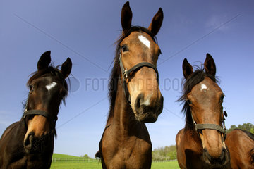 Goerlsdorf  Pferde auf der Weide im Portrait