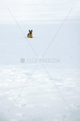 Oberstdorf  Deutschland  ein Deutscher Schaeferhund liegt im Schnee