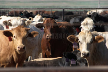 Wildorado  USA  Rinderbullen stehen in Gattern zusammengepfercht
