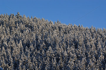 Winterlandschaft im suedlichen Schwarzwald