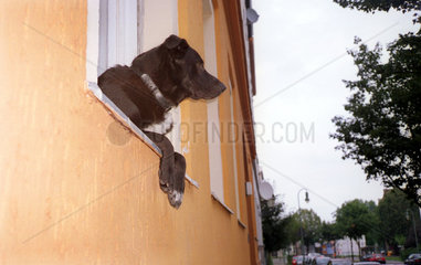 Hund guckt aus dem Fenster  Berlin