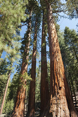 Giant sequoias  Yosemite National Park  California  USA