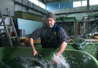 Obenheim  Frankreich  Fischzuchtmeister Martin Gerber in der Lachsaufzuchtanstalt Obenheim im Elsass