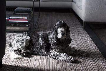 Dog lying on carpet in living room