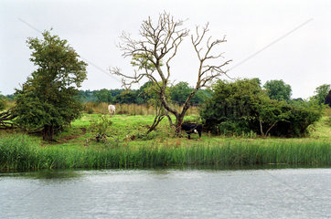 Kuehe auf der Weide am Wasser mit kahlem Baum